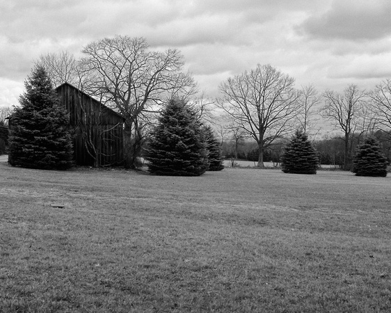 Barn and Trees