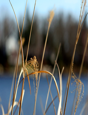 Lake Grasses
